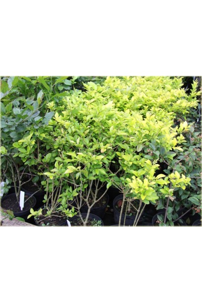 Купить гибридную бирючину Викарий